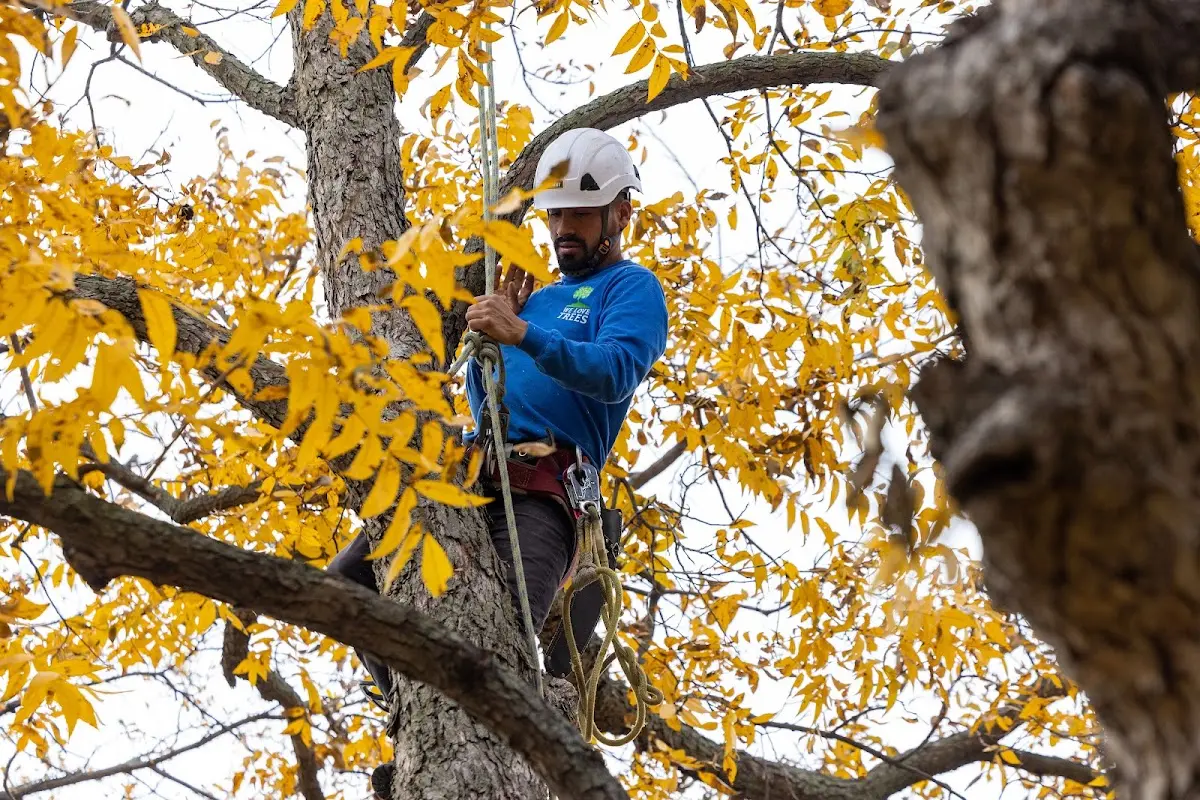 Skilled Tree Trimming crew working in Lexington